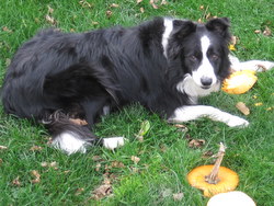 Scout & her pumpkins